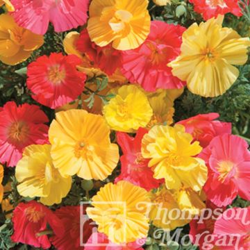 Eschscholzia californica Fruit Crush (zaad) – Slaapmutsje