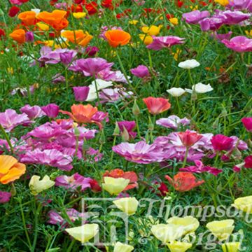 Eschscholzia californica Monarch Mixed (zaad) – Slaapmutsje