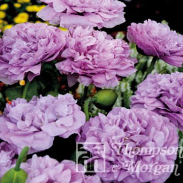 Papaver somniferum Candy Floss (zaad) - Eenjarige slaapbol