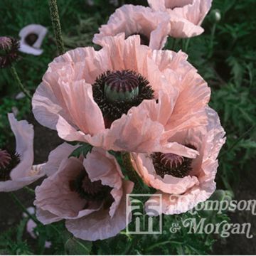 Papaver orientale Coral Reef (zaad)