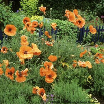 Papaver orientale Harvest Moon - Oosterse papaver
