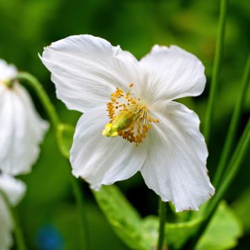 Meconopsis betonicifolia Alba - Blauwe klaproos