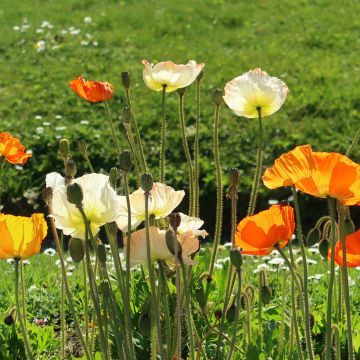 Papaver nudicaule Gartenzwerg - IJslandse papaver
