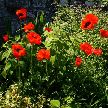 Papaver orientale Beauty of Livermere - Oosterse papaver