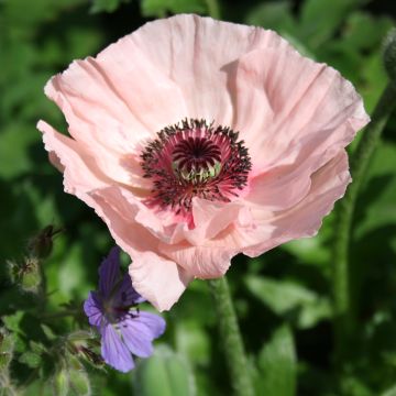 Papaver orientale Karine - Oosterse papaver