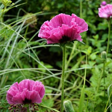 Papaver orientale Lilac Girl - Oosterse papaver