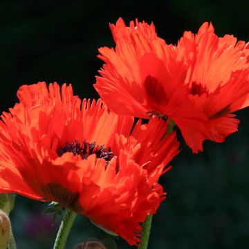 Papaver orientale Türkenlouis - Oosterse papaver