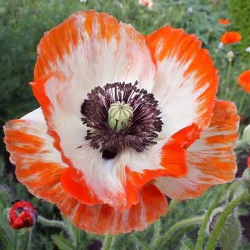 Papaver orientale Place Pigalle - Oosterse papaver