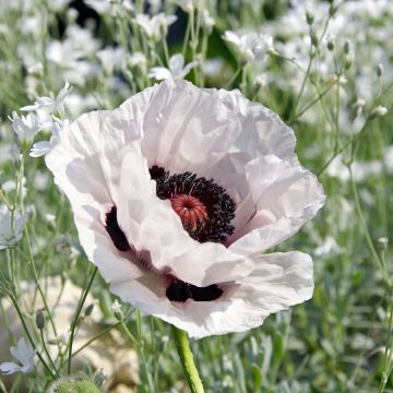 Papaver orientale Snow Goose - Oosterse papaver