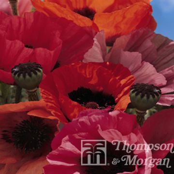 Papaver orientale Fruit Punch (zaad) - Oosterse papaver