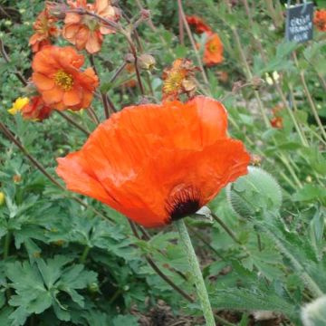 Papaver orientale Brilliant - Oosterse papaver