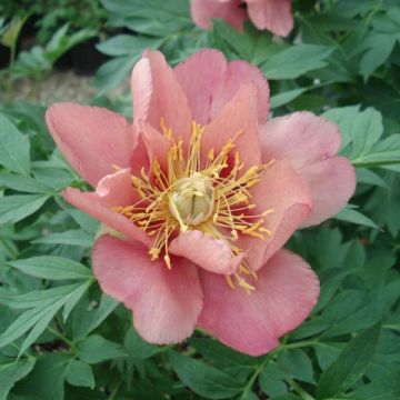Paeonia Itoh Old Rose Dandy - Itoh-pioen