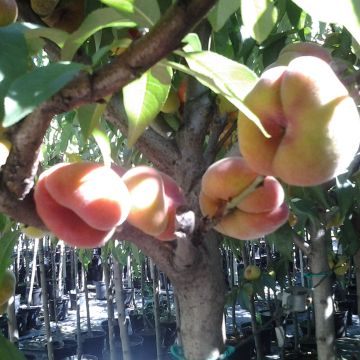 Platte perzik Peento