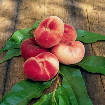 Platte perzik Saturne Georges Delbard