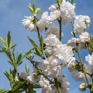 Prunus persica Taoflora White - Perzik