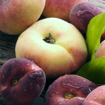 Platte perzik Platicarpa Bianca