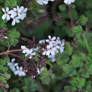 Pelargonium Ardwick Cinnamon - Geurgeranium