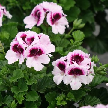 Pelargonium Mosquitaway Lizzy - Citroengeranium Pelargonium Mosquitaway Lizzy - Citroengeranium