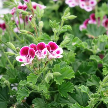 Pelargonium Mosquitaway Nova - Citroengeranium