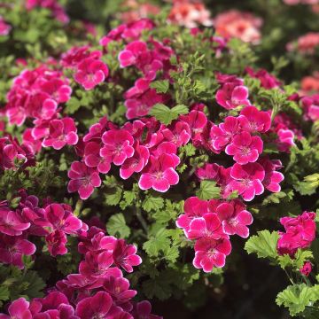 Pelargonium crispum BIO - Franse mini-geraniums