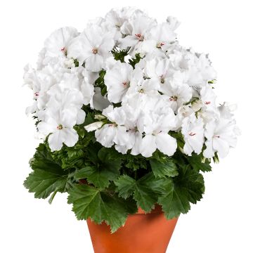 Pelargonium Candy Flowers White - Geranium