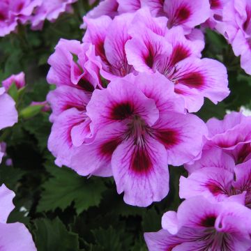 Pelargonium Cynthia  - Engelse geranium