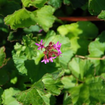 Pelargonium grossularioides - Botanische pelargonium