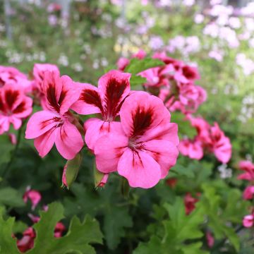 Pelargonium Brunswick - Geurgeranium