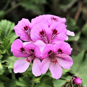 Pelargonium Cola Bottles - Geurgeranium