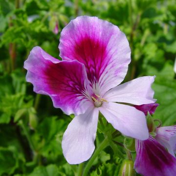 Pelargonium Kettlebaston - Citroengeranium