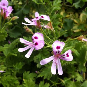 Pelargonium Lemon Fancy - Citroengeranium