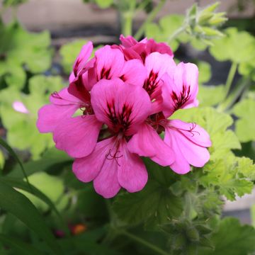 Pelargonium Purple Unique - Geurgeranium
