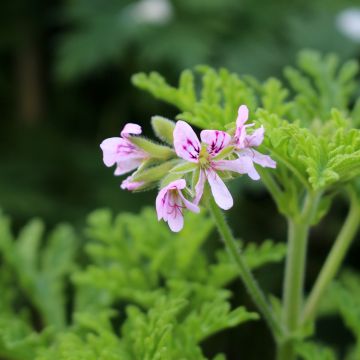 Pelargonium White Graveolens - Geurgeranium