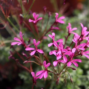 Pelargonium ionidiflorum - Botanische pelargonium