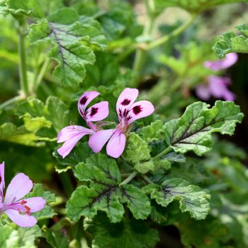 Pelargonium quercifolium Royal Oak - Geurgeranium met balsam-/amandel-achtige geur