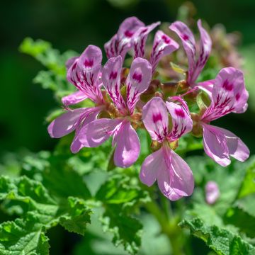 Pelargonium quercifolium - Eikenbladgeranium geurend