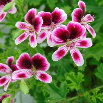 Pelargonium Mosquitaway Eva - Citroengeranium