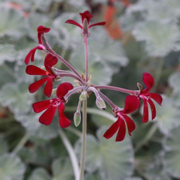 Pelargonium reniforme x sidoides - Botanische pelargonium