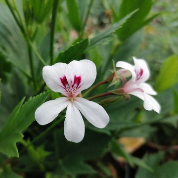 Pelargonium x tricuspidatum - Botanische pelargonium