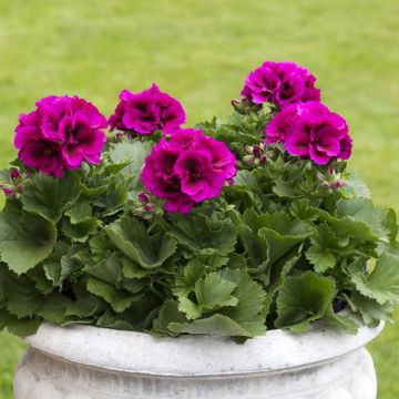 Pelargonium Burghi - Engelse geranium