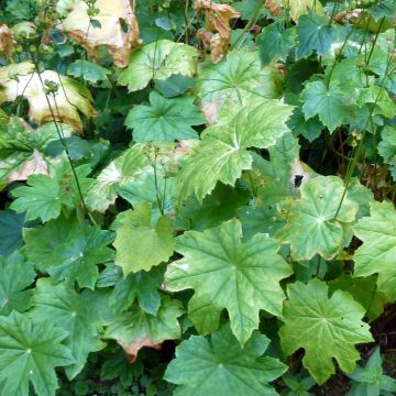 Peltoboykinia tellimoïdes - Peltoboykinia