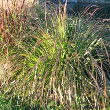 Pennisetum alopecuroïdes National Arboretum - Lampenpoetsersgras Pennisetum alopecuroïdes National Arboretum - Lampenpoetsersgras