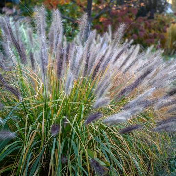 Pennisetum alopecuroïdes Red Head - Lampenpoetsersgras