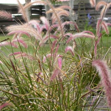 Pennisetum setaceum - Lampenpoetsersgras