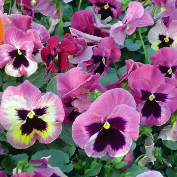 Viola wittrockiana Carrera Pink Shades - Grootbloemige viool