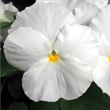Viola wittrockiana F1 Carrera White - Grootbloemige viool
