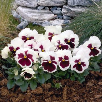 Viola wittrockiana F1 Carrera Rose Blotch