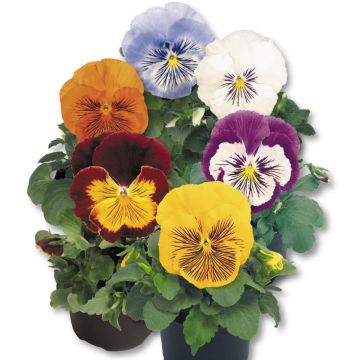 Viola wittrockiana Cats F1 Mix - Grootbloemige viool