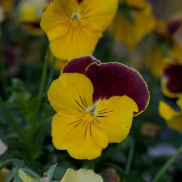 Viola wittrockiana Rim Up Red Yellow - Middel-grootbloemige viool