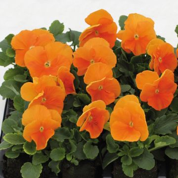Viola Matrix Orange Deep F1 - Grootbloemige viool